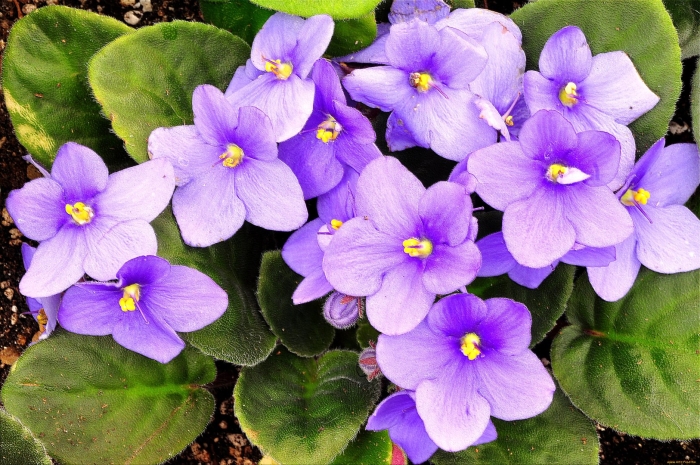 Сенполия узамбарская фиалка