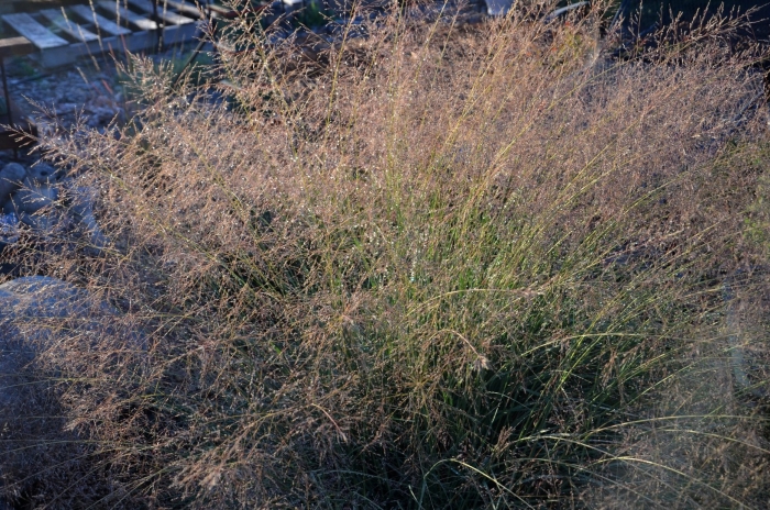 Споробол раскидистый