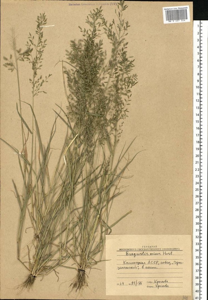 Agrostis capillaris