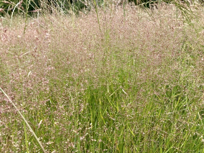 Полевица волосовидная
