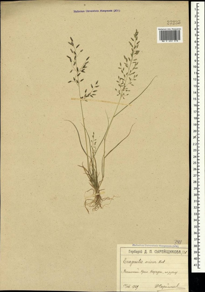 Луговой мятлик