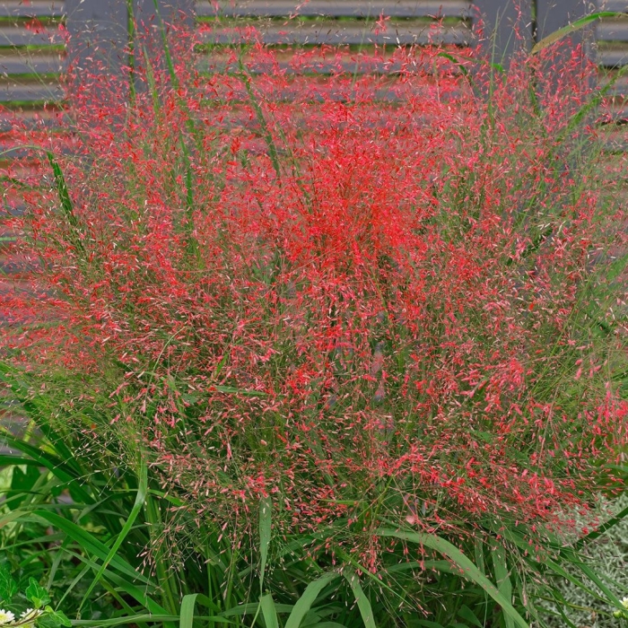 Эрагростис изящный