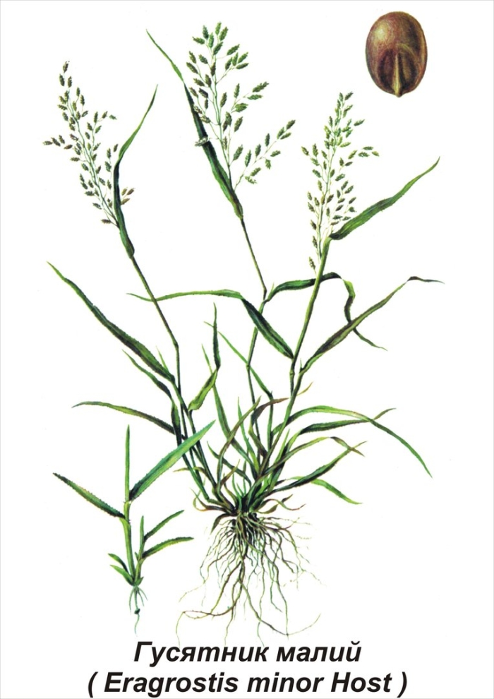 Мятлик луговой