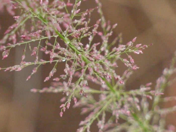 Eragrostis japonica