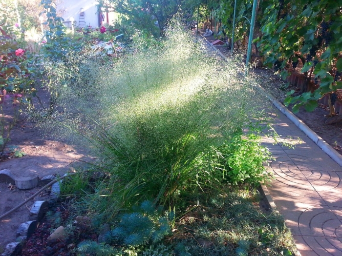 Злак полевичка