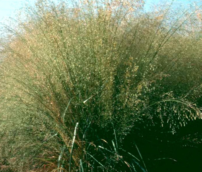 Eragrostis trichodes