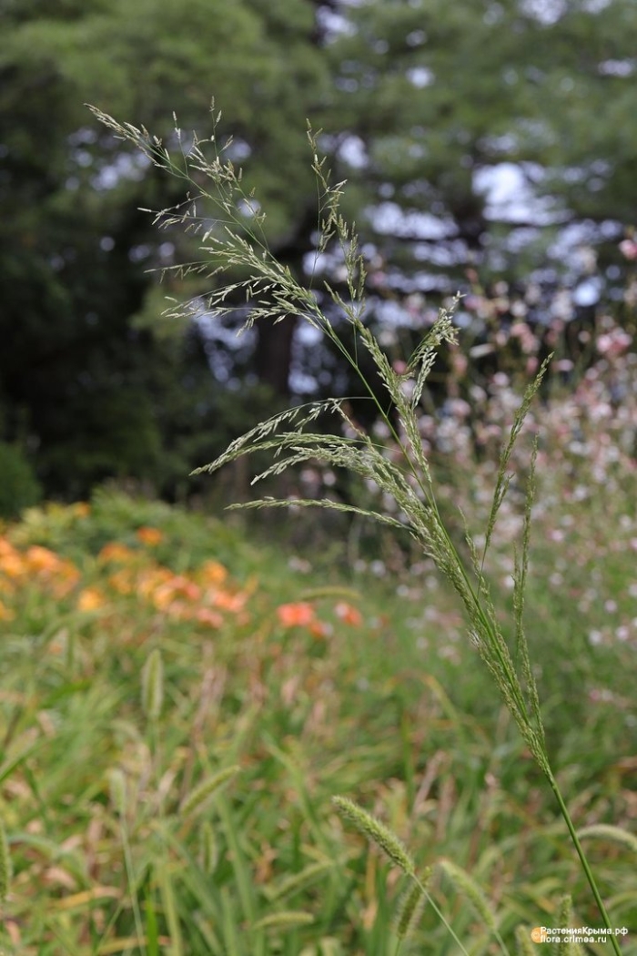 Eragrostis virescens