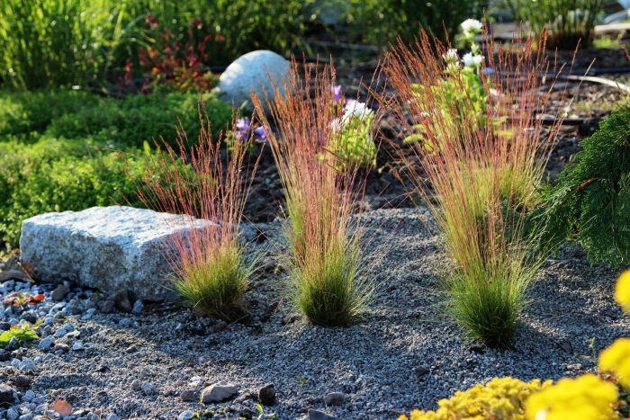 Овсяница фестука сизая