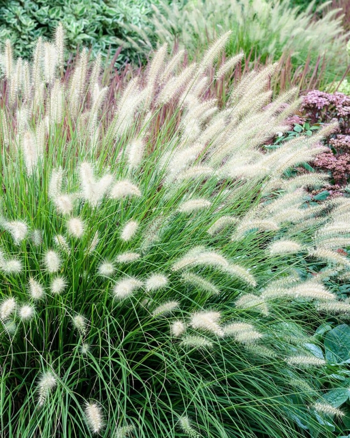 Pennisetum alopecuroides