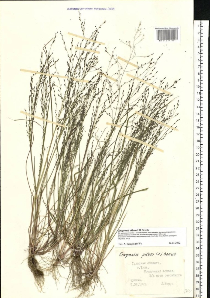Eragrostis albensis