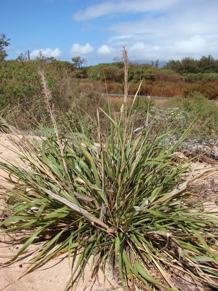 Eragrostis variabilis