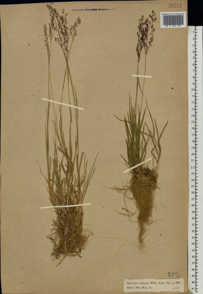 Полевица тонкая обыкновенная