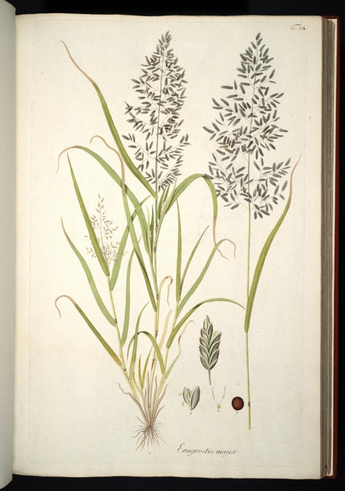 Calamagrostis villosa