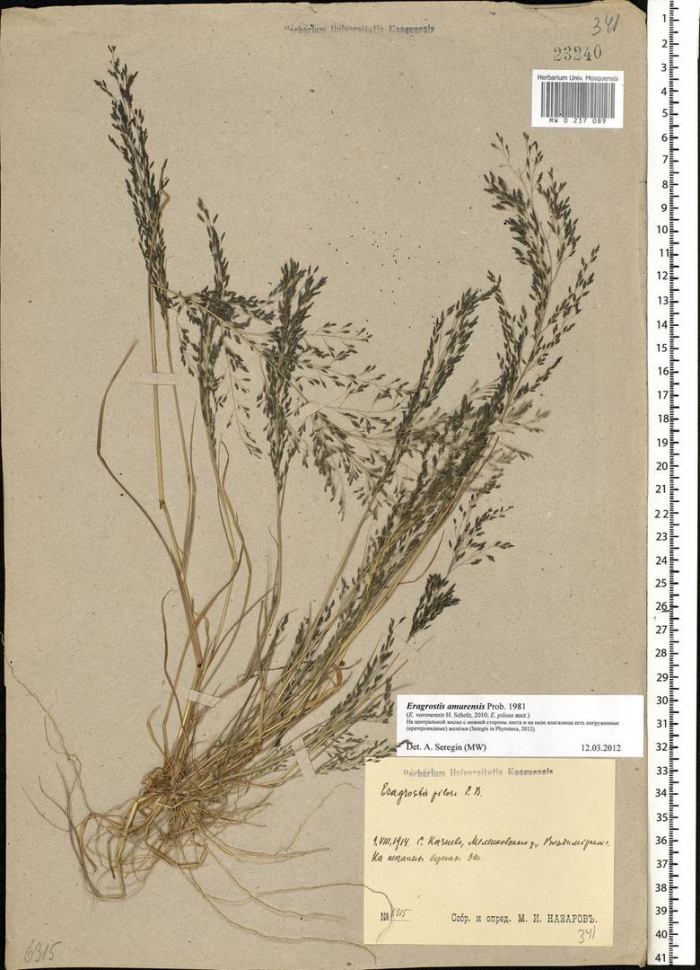 Eragrostis pilosa(l.)beauv. - полевичка волосистая