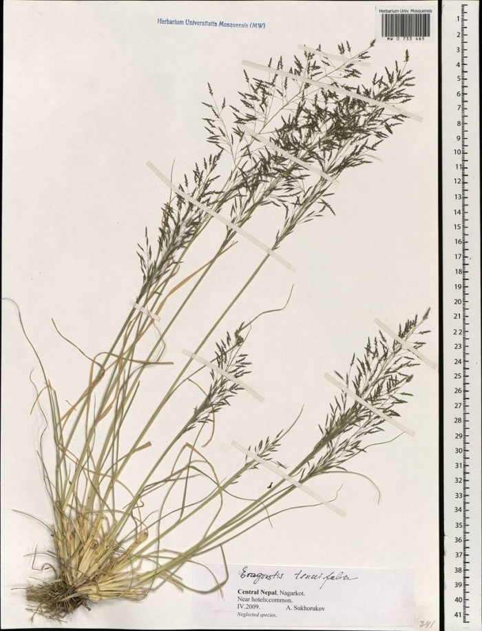 Eragrostis pilosa