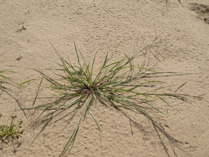 Agrostis stolonifera