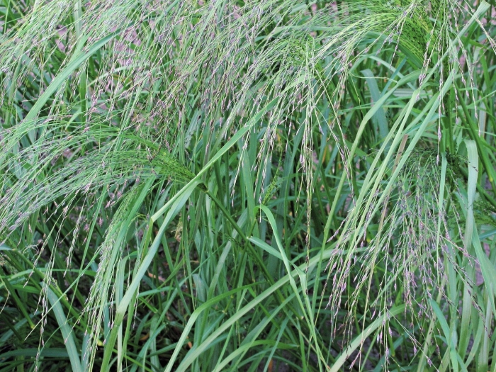 Eragrostis tef