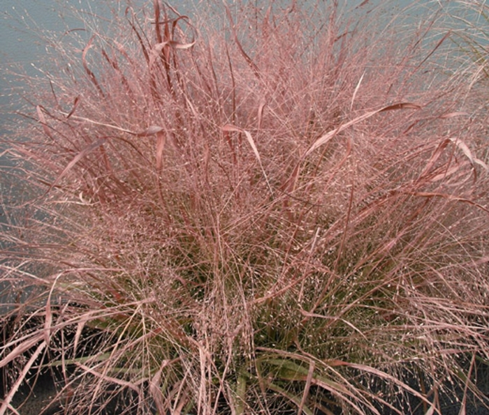 Eragrostis spectabilis