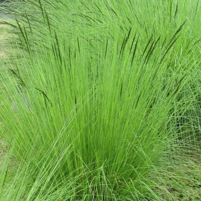 Stipa tenuissima