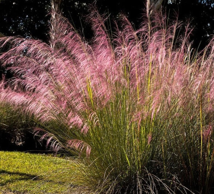 Ornamental grasses