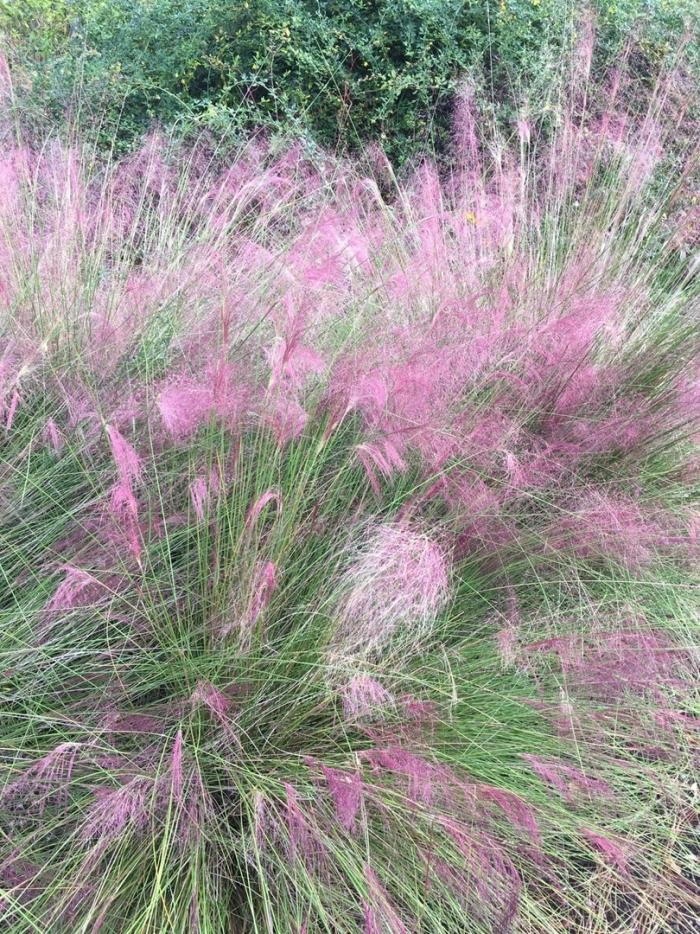 Мюленбергия волосовидная