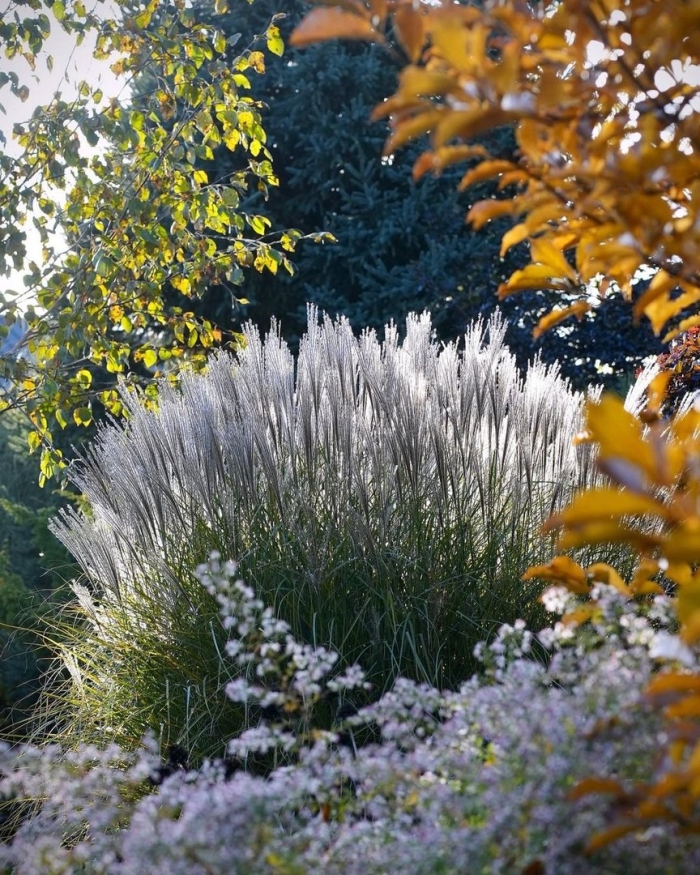 Мискантус purpurascens