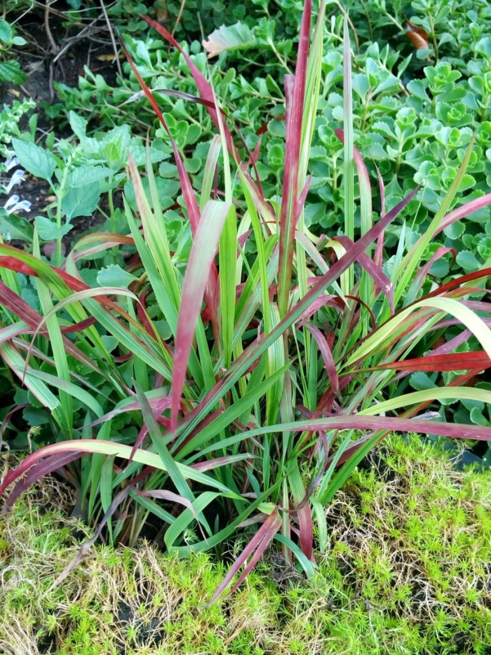 Императа цилиндрическая red baron