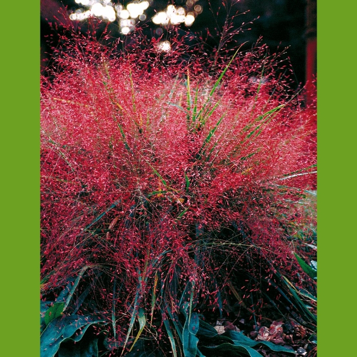 Пеннисетум rubrum