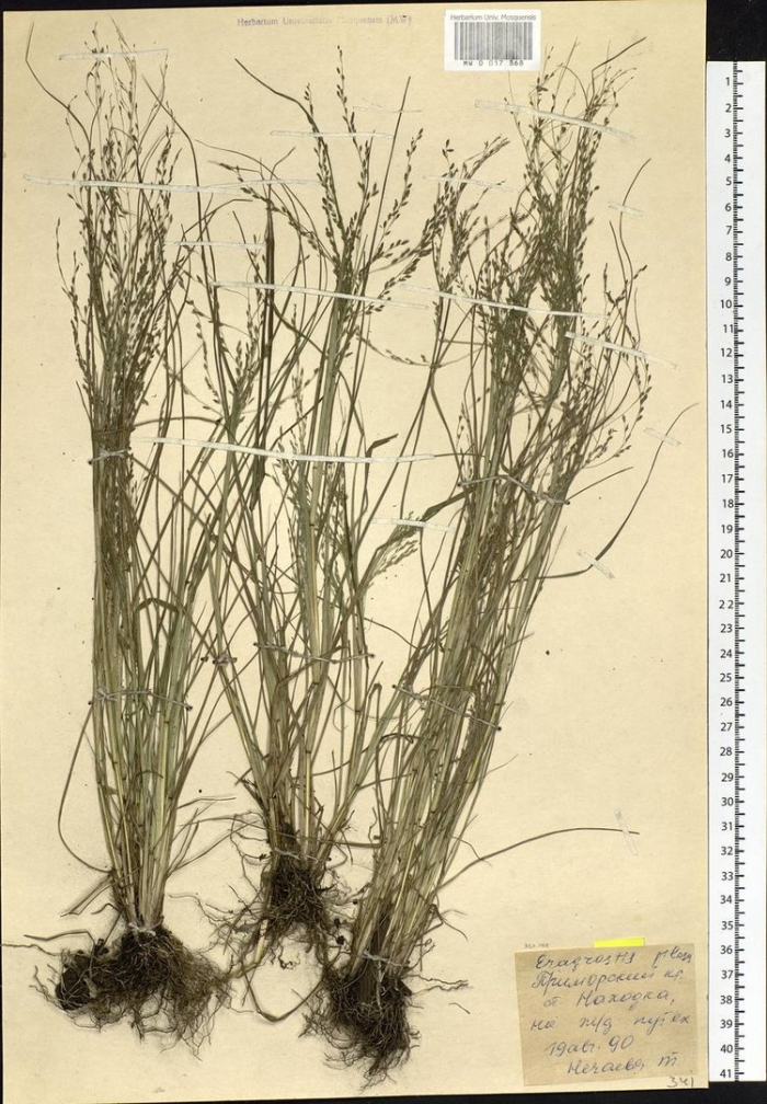 Овсяница овечья festuca ovina