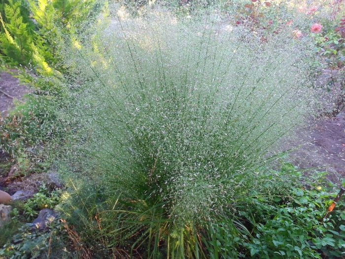 Sporobolus heterolepis