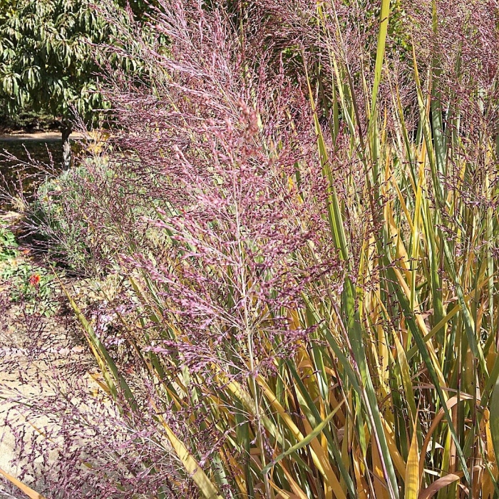 Panicum virgatum 'dallas blues'