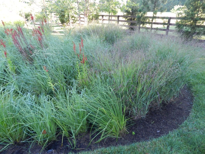 Panicum virgatum