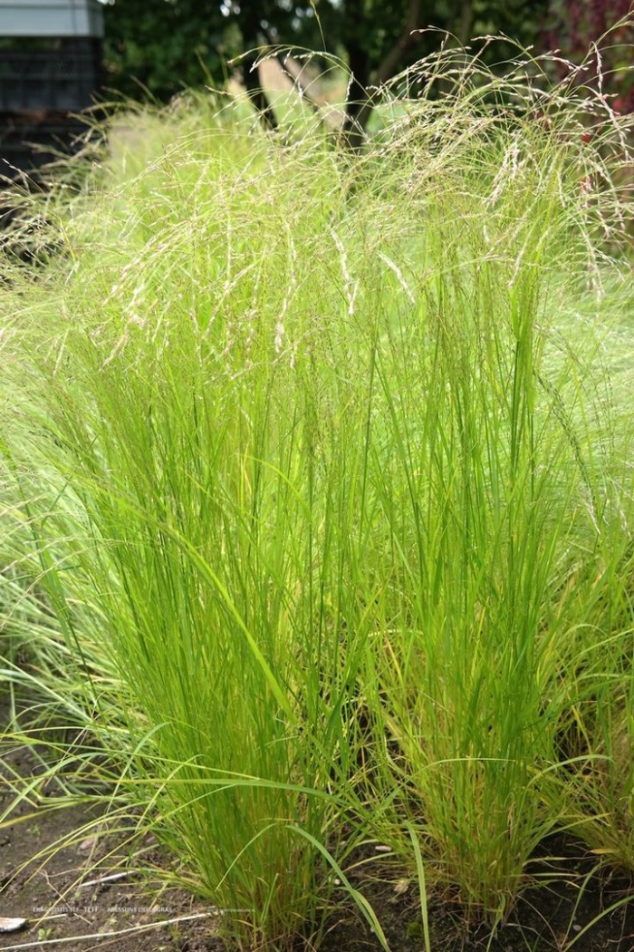 Просо panicum virgatum northwind
