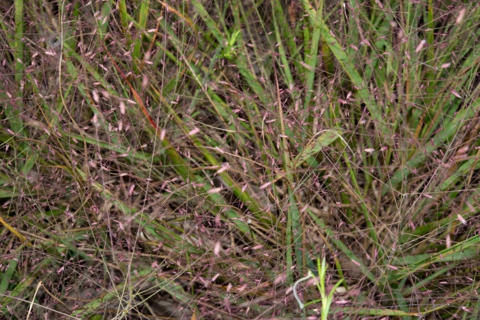 Eragrostis spectabilis