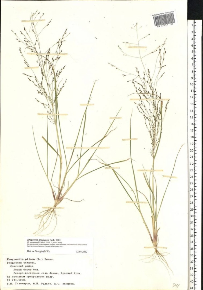 Полевица тонкая гербарий