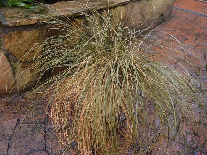 Осока flagellifera