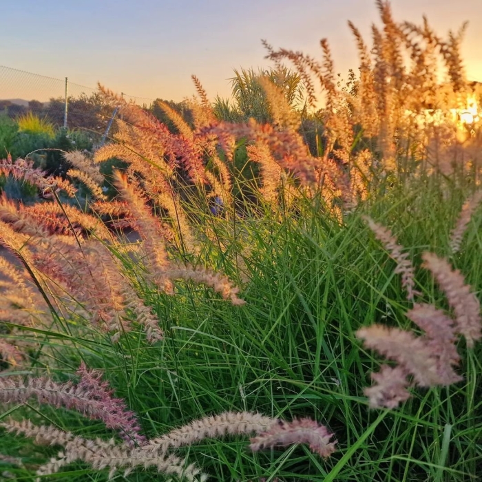 Пеннисетум карлей роуз