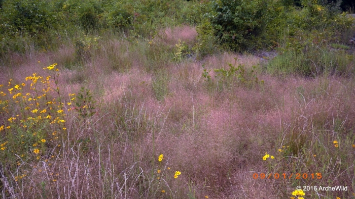 Muhlenbergia reverchonii