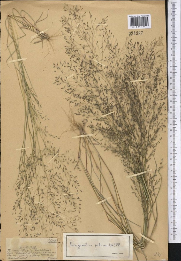 Полевица тонкая agrostis tenuis