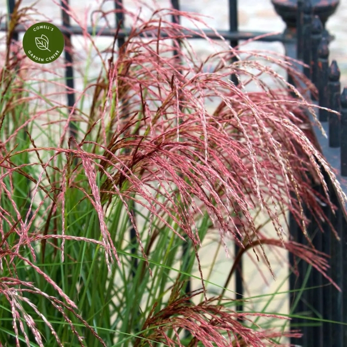 Мискантус китайский gracillimus