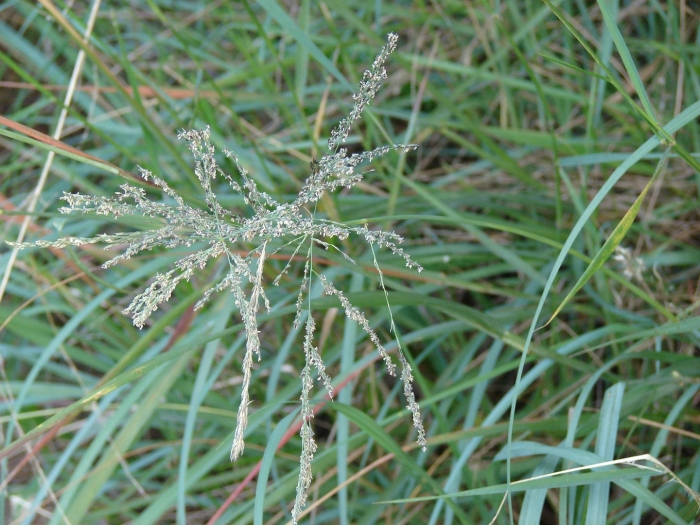 Eragrostis capensis
