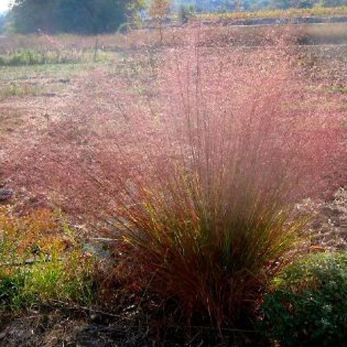 Muhlenbergia capillaris