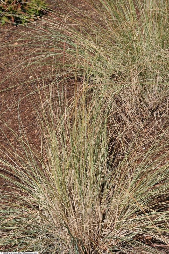 Eragrostis elliottii