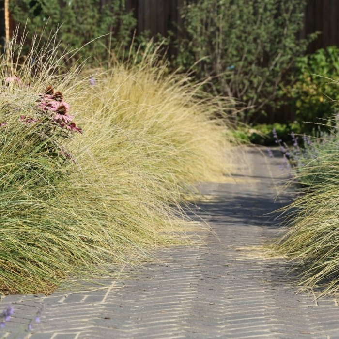 Овсяница мэра ((festuca mairei)