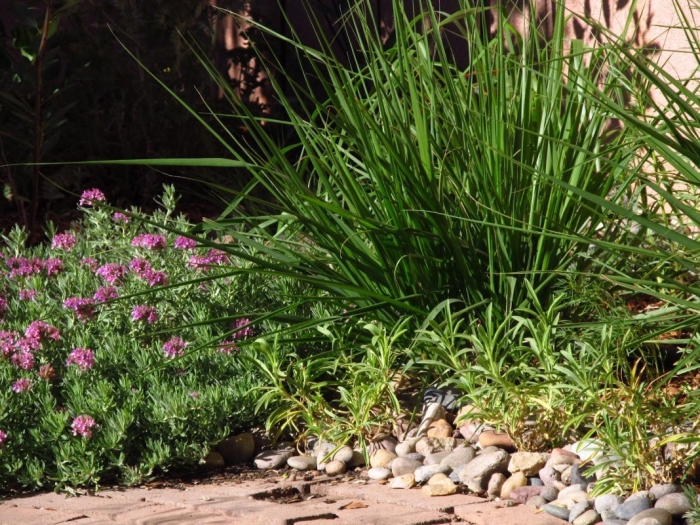 Мискантус стриктус