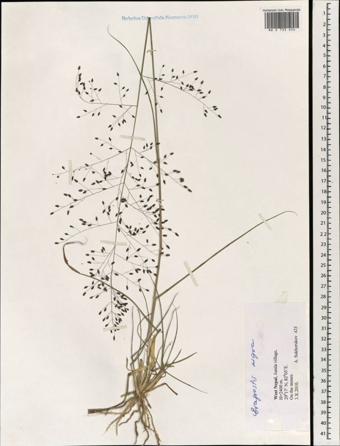 Мятлик гребнникоподобный