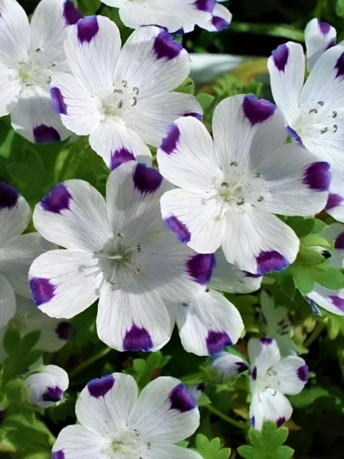 Немофила многолетник