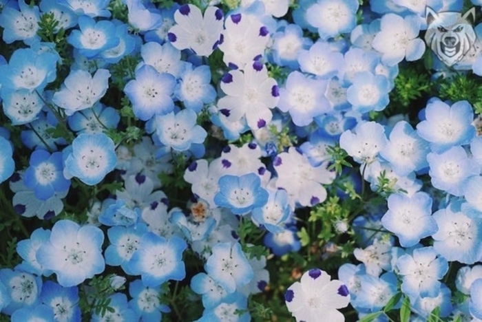 Немофила менциса голубая
