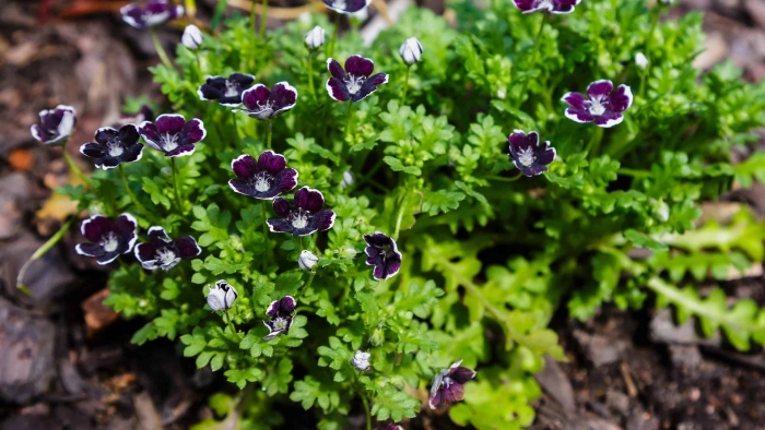 Немофила темная вуаль