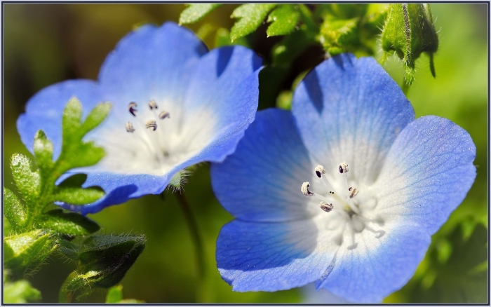 Nemophila menziesii